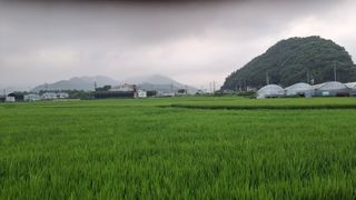 수기님의 벼 · 영농일지 작성글 사진