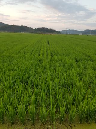 성광석님의 벼 · 영농일지 작성글 사진