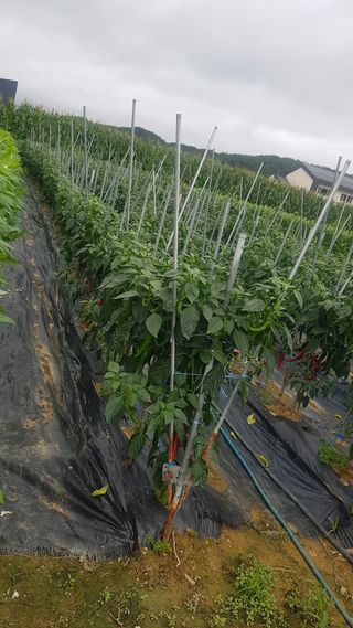 최춘득 청대산 님의 고추 · 영농일지 작성글 사진