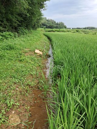 이복길님의 벼 · 영농일지 작성글 사진