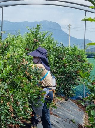 김동만님의 블루베리 · 영농일지 작성글 사진