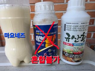 달맛햇복숭아농원님의 복숭아 · 영농일지 작성글 사진
