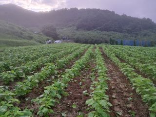 양파7244님의 기타작물 · 영농일지 작성글 사진