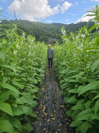 藝園님의 고추 · 영농일지 작성글 사진