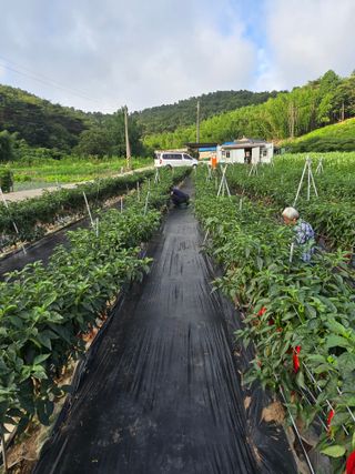 藝園님의 고추 · 영농일지 작성글 사진