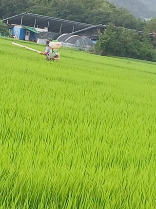 최남옥님의 기타작물 · 영농일지 작성글 사진