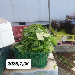 시민농장님의 고추 · 영농일지 작성글 사진