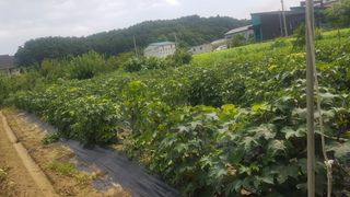 최춘득 청대산 님의 고추 · 영농일지 작성글 사진