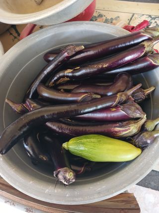 오재유님의 토마토 · 영농일지 작성글 사진