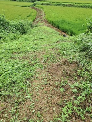 이복길님의 벼 · 영농일지 작성글 사진