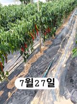 팜모닝 기타작물·영농일지 게시글 이미지