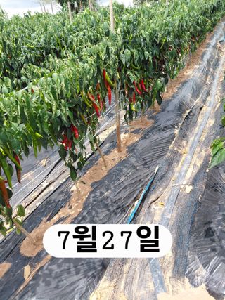 나성주님의 기타작물 · 영농일지 작성글 사진