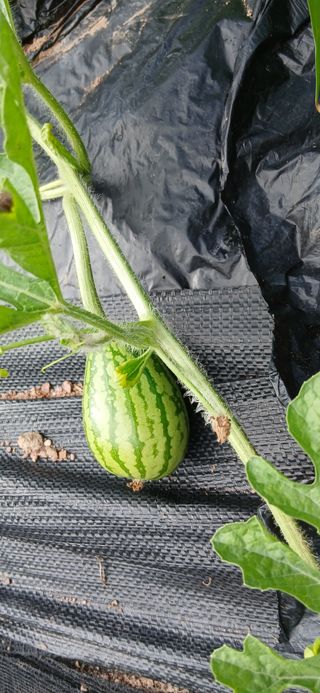 정연섭님의 기타작물 · 영농일지 작성글 사진