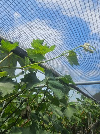 드라곤해드님의 포도 · 영농일지 작성글 사진