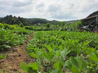 김윤회님의 기타작물 · 영농일지 작성글 사진