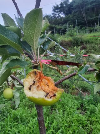 호랑이와인성이님의 사과 · 영농일지 작성글 사진