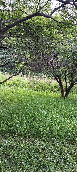 반봉현님의 매실 · 영농일지 작성글 사진