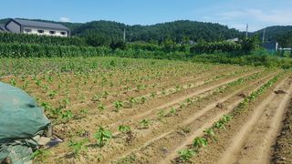 최춘득 청대산 님의 고추 · 영농일지 작성글 사진