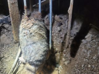 박치문님의 블루베리 · 영농일지 작성글 사진
