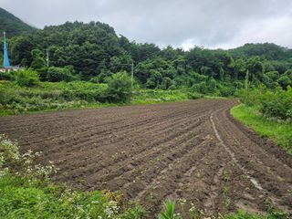 김강호님의 들깨 · 영농일지 작성글 사진