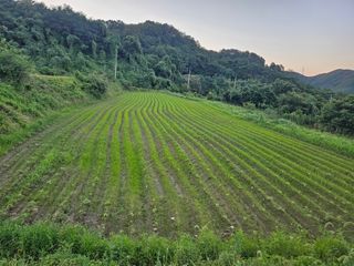 김강호님의 들깨 · 영농일지 작성글 사진