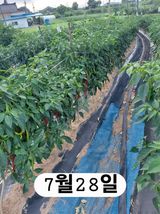팜모닝 기타작물·영농일지 게시글 이미지