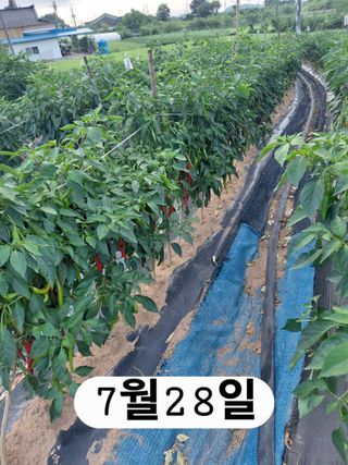 나성주님의 기타작물 · 영농일지 작성글 사진