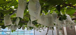 낙원101님의 기타작물 · 영농일지 작성글 사진