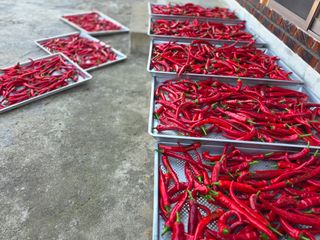 가야산자락한수덕님의 고추 · 영농일지 작성글 사진