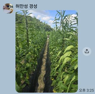 청운농원육묘장님의 참깨 · 영농일지 작성글 사진