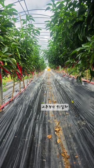 최석주님의 기타작물 · 영농일지 작성글 사진