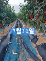 팜모닝 기타작물·영농일지 게시글 이미지