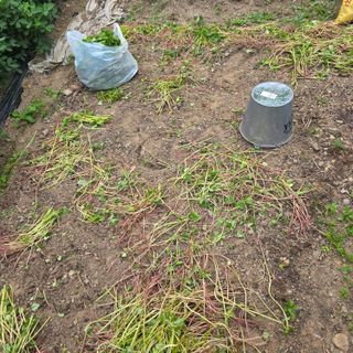 오케바리(옥경종)님의 기타작물 · 영농일지 작성글 사진