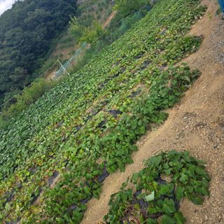 오케바리(옥경종)님의 고구마 · 영농일지 작성글 사진