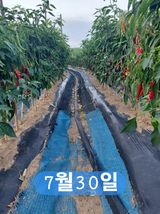 팜모닝 기타작물·영농일지 게시글 이미지
