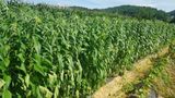 최춘득 청대산 님의 작성글 사진