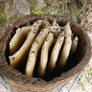 가로수님의 기타작물 · 영농일지 작성글 사진