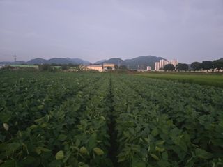아침광장님의 콩 · 영농일지 작성글 사진