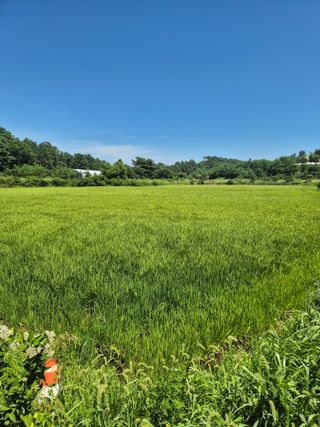 토성님의 벼 · 영농일지 작성글 사진