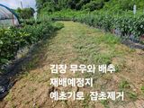 팜모닝 배추·영농일지 게시글 이미지
