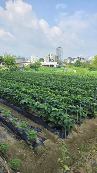 이규섭님의 참깨 · 영농일지 작성글 사진