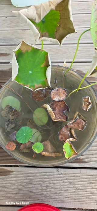 경주농장님의 토마토 · 영농일지 작성글 사진