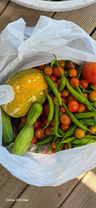 경주농장님의 토마토 · 영농일지 작성글 사진