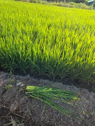 정영석님의 벼 · 영농일지 작성글 사진