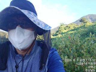 최강식님의 두릅 · 영농일지 작성글 사진
