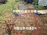 팜모닝 파·영농일지 게시글 이미지