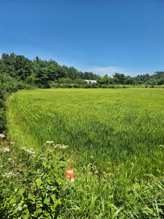 토성님의 벼 · 영농일지 작성글 사진
