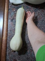팜모닝 호박·영농일지 게시글 이미지