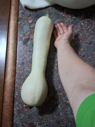 할티농장님의 호박 · 영농일지 작성글 사진