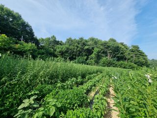 서릿골그녀님의 참깨 · 영농일지 작성글 사진